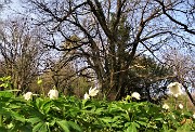 20 Anemone nemorosa (Anemonoides nemorosa) nel sottobosco del castagneto